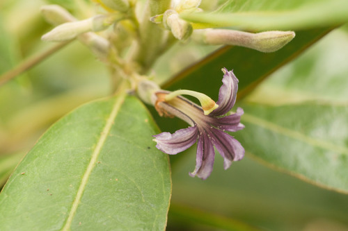 Scaevola mollis