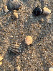 Crepidula maculosa