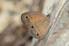Cissia rubricata cheneyorum