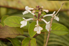 Phyllostegia grandiflora