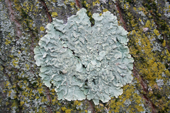 Flavoparmelia caperata