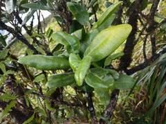 Melicope oahuensis