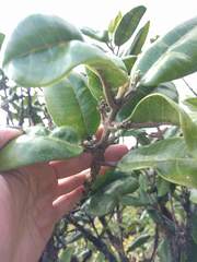Melicope oahuensis