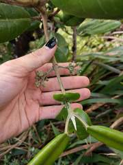 Melicope oahuensis