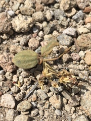 Claytonia crawfordii