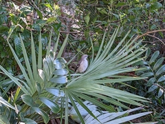 Mimus polyglottos image