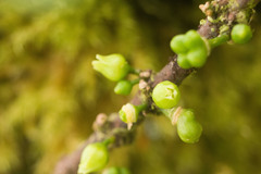 Melicope clusiifolia