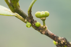 Melicope clusiifolia