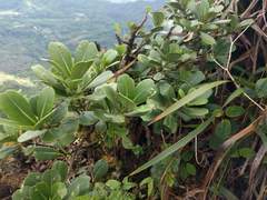 Melicope clusiifolia