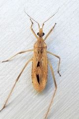 Narvesus carolinensis