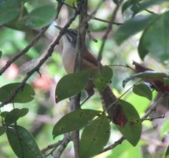 Pheugopedius genibarbis
