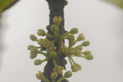 Myrsine pukooensis