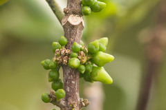 Melicope clusiifolia