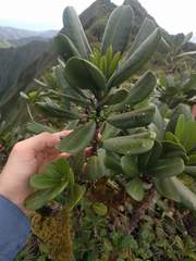 Melicope clusiifolia