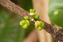 Melicope clusiifolia