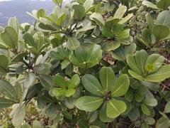 Melicope clusiifolia