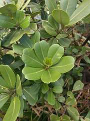 Melicope clusiifolia