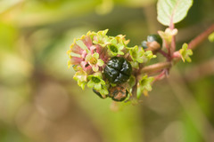 Phyllostegia grandiflora