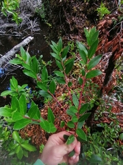 Gaultheria insana