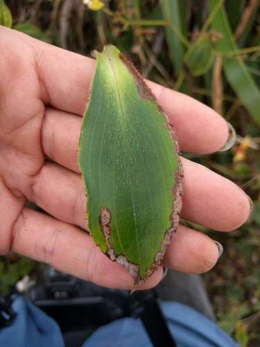 Philodoria naenaeiella, 2022-01-29