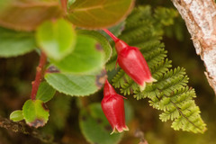 Vaccinium dentatum