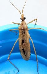 Narvesus carolinensis