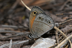 Cissia rubricata cheneyorum