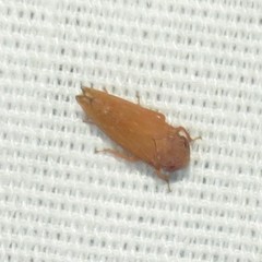 Spathanus acuminatus