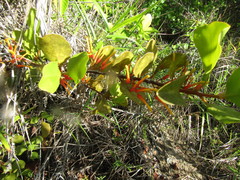 Psittacanthus dichrous