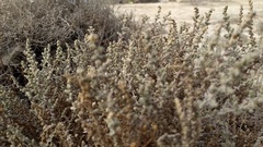 Atriplex julacea