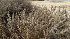 Atriplex julacea