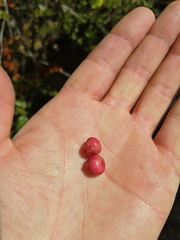 Gaultheria insana