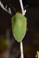 Coleotichus blackburniae