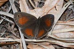 Cissia rubricata cheneyorum