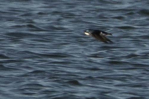 Tachycineta bicolor image