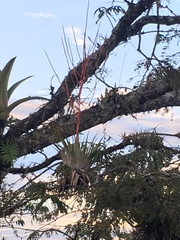 Tillandsia adpressiflora