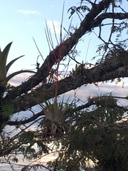 Tillandsia adpressiflora