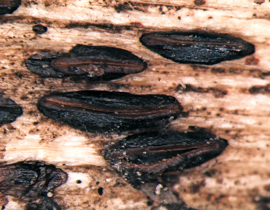 Hypoderma cordylines