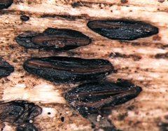 Hypoderma cordylines