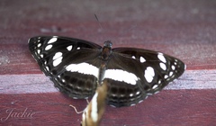Phaedyma shepherdi