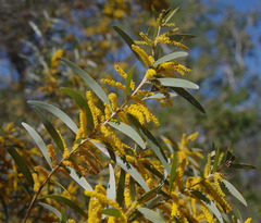 Acacia leptostachya