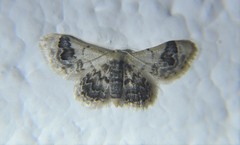 Idaea asceta