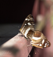 Phaedyma shepherdi