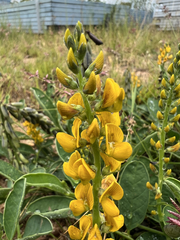 Crotalaria mitchellii