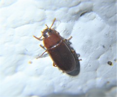 Diaperinae