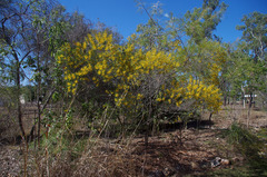 Acacia leptostachya