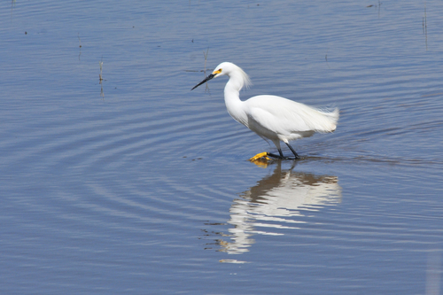 Snowy Egret photographed in New Mexico