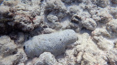 Holothuria whitmaei
