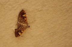 Spilomela divaricata