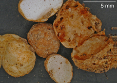 Hysterogaster tasmanicus